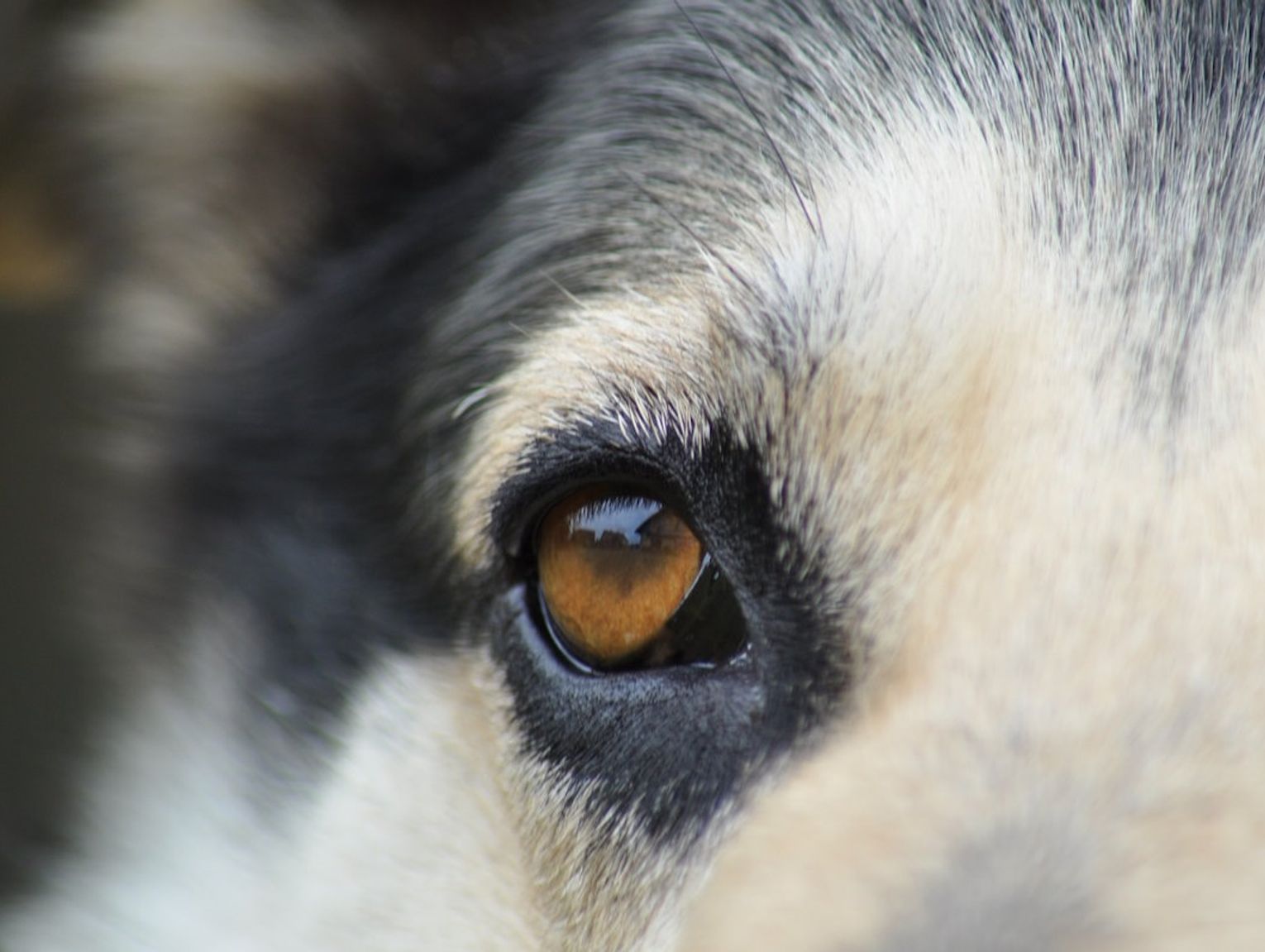 Adoptowali szczeniaki, a potem chcieli się ich pozbyć. Wymyślili historię, która oburzyła ludzi