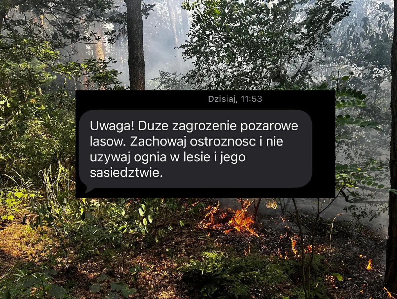 Alert RCB dla mieszkańców. Lasy w regionie zagrożone pożarami