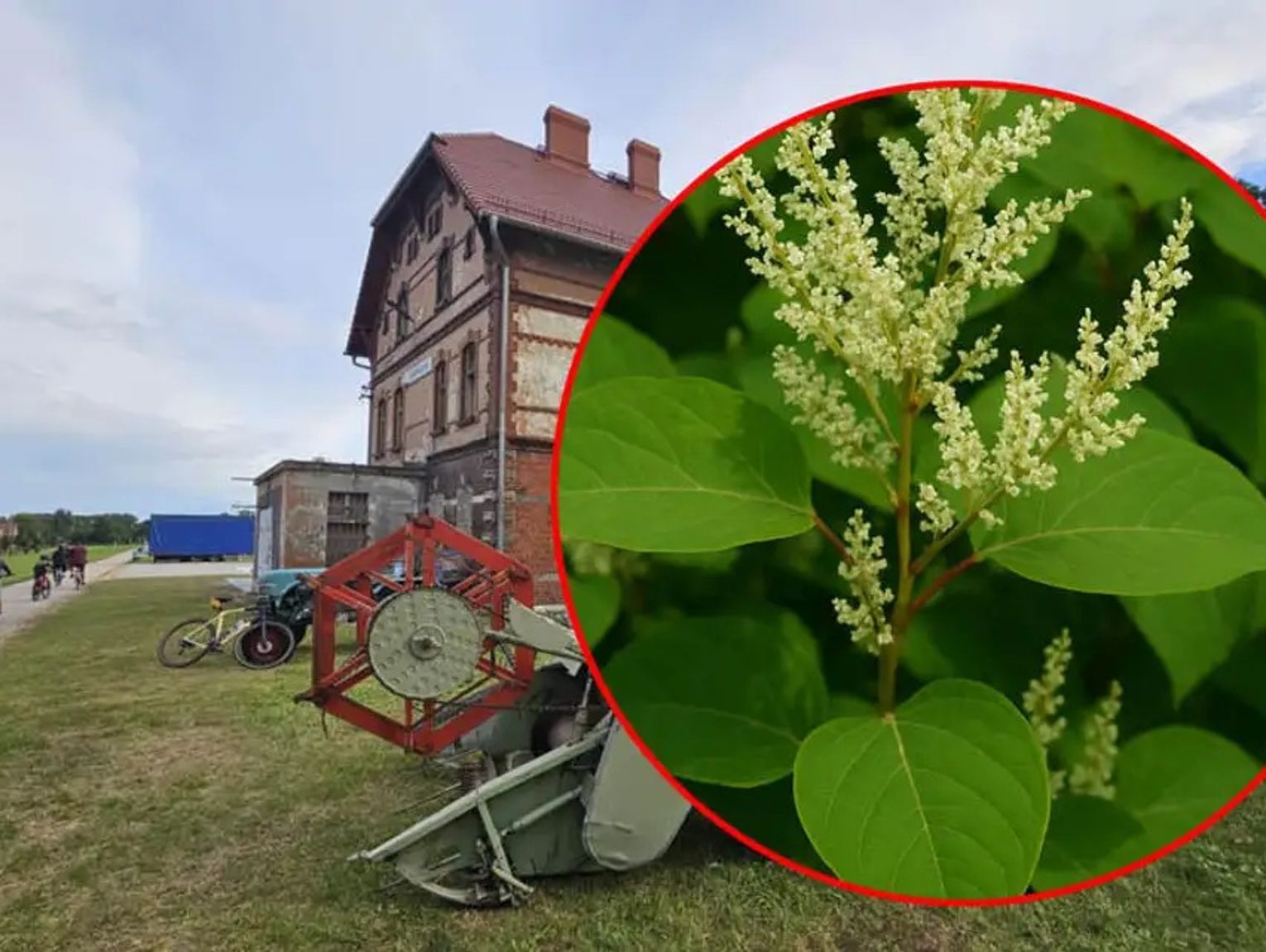 Druga faza walki z rdestowcem japońskim. W Reńskiej Wsi ponownie oprysk na ścieżce rowerowej