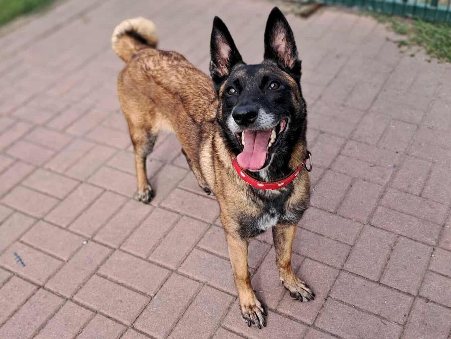 Emma – pies, który czeka zbyt długo. Śliczna suczka gaśnie w schronisku, tak bardzo potrzebuje domu!