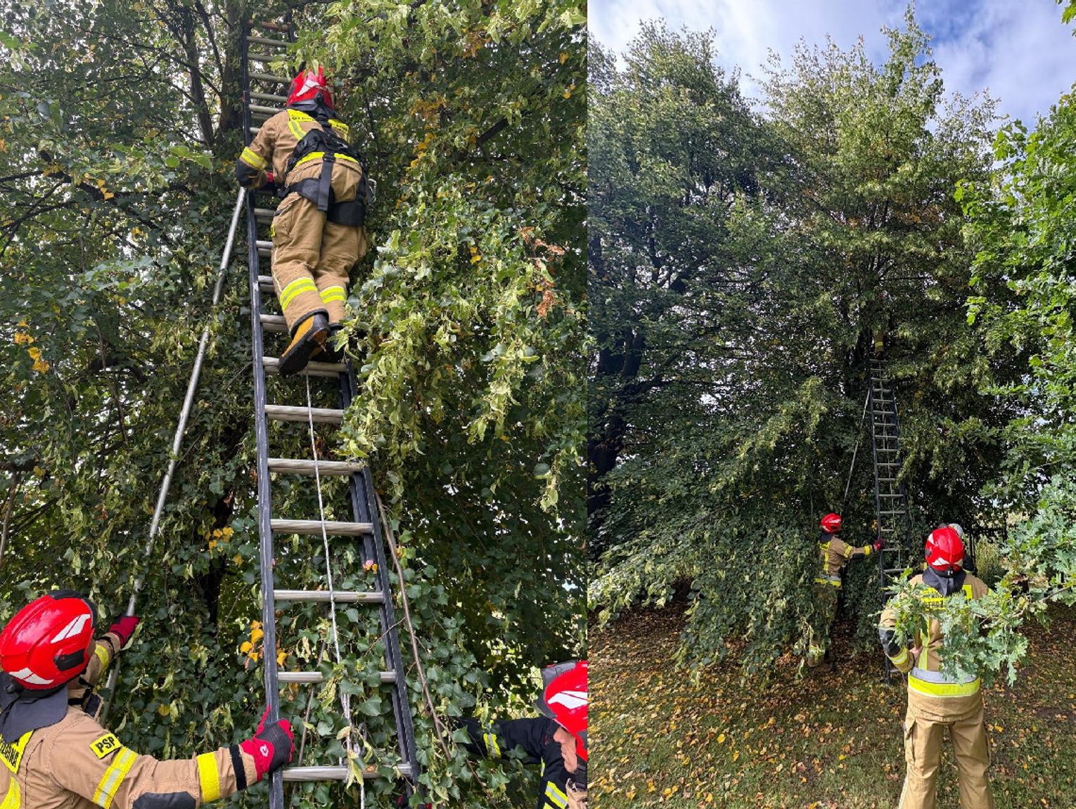 Kot uwięziony na drzewie. Strażacy ruszyli z pomocą