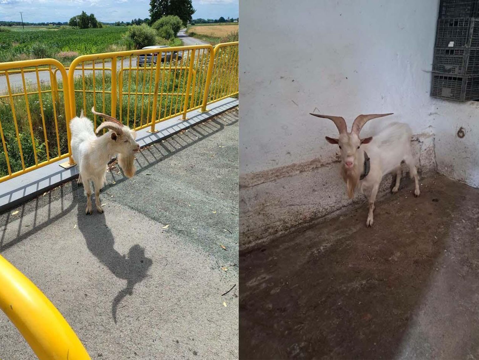 Kozioł znaleziony w Większycach. Właściciel proszony o odbiór zguby