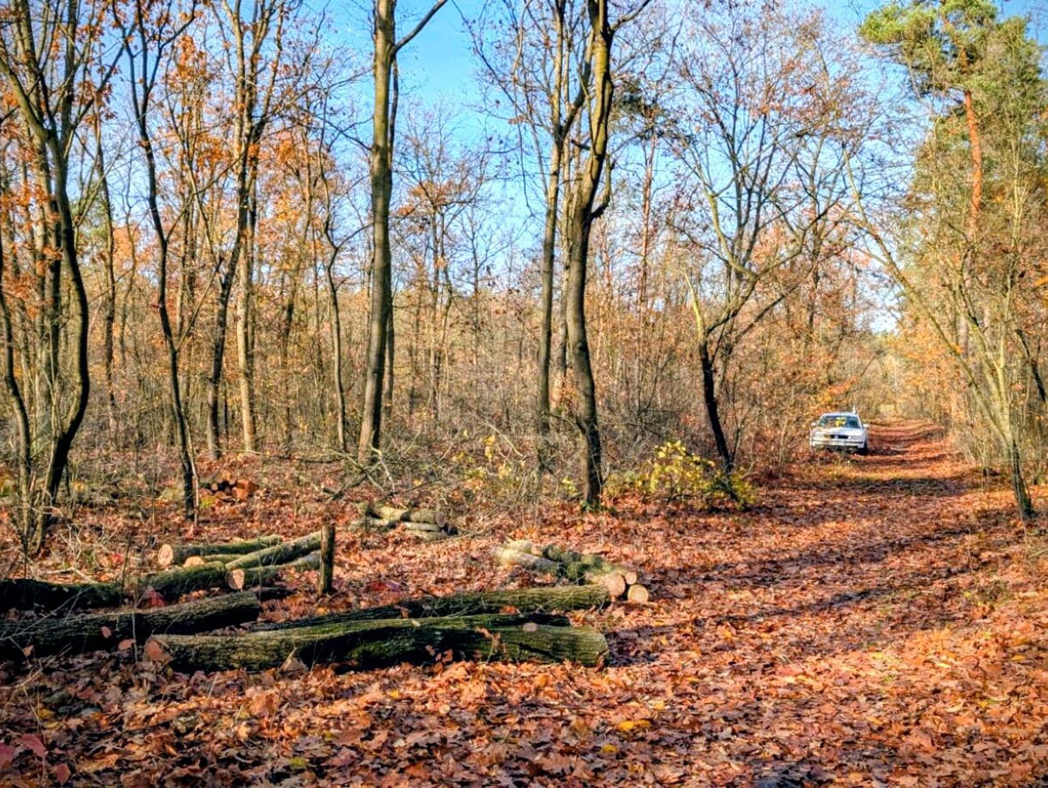 Mieszkańcy Kuźniczki zaniepokojeni wycinką. Nadleśnictwo zapewnia, iż tylko niewielkie obszary będą objęte pracami