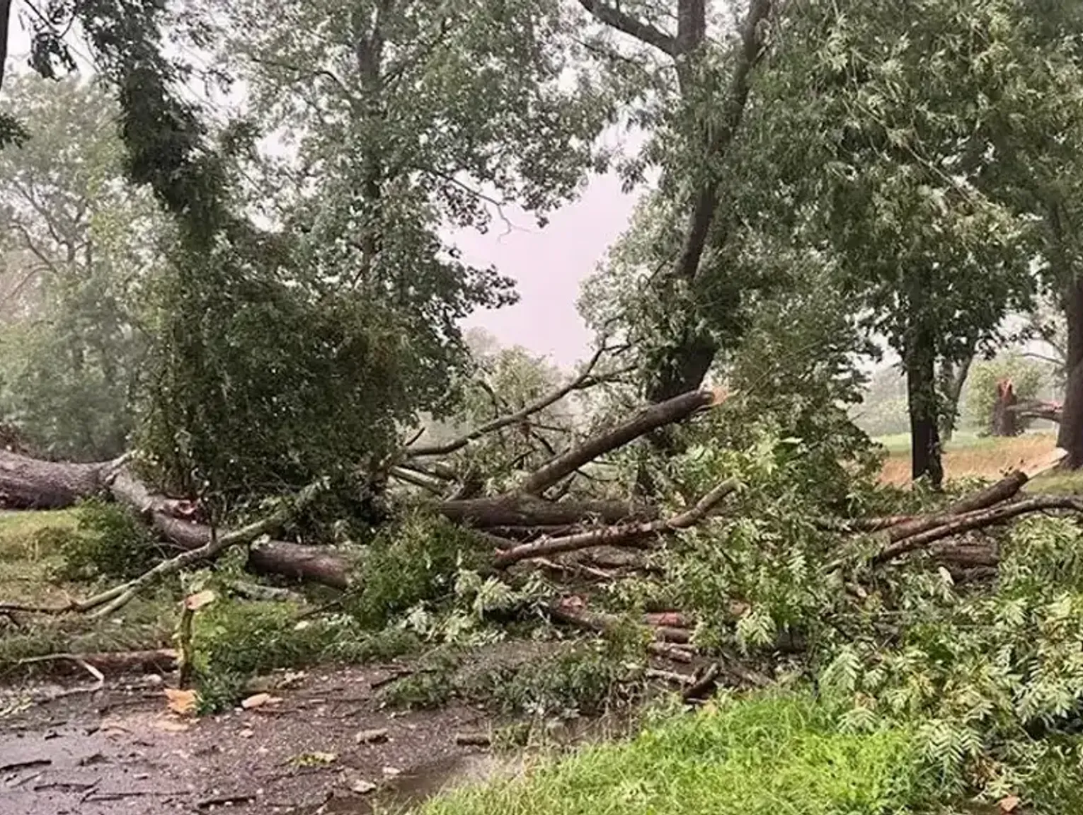 Nawałnica dała się we znaki. Zalane piwnice i połamane drzewa w powiecie