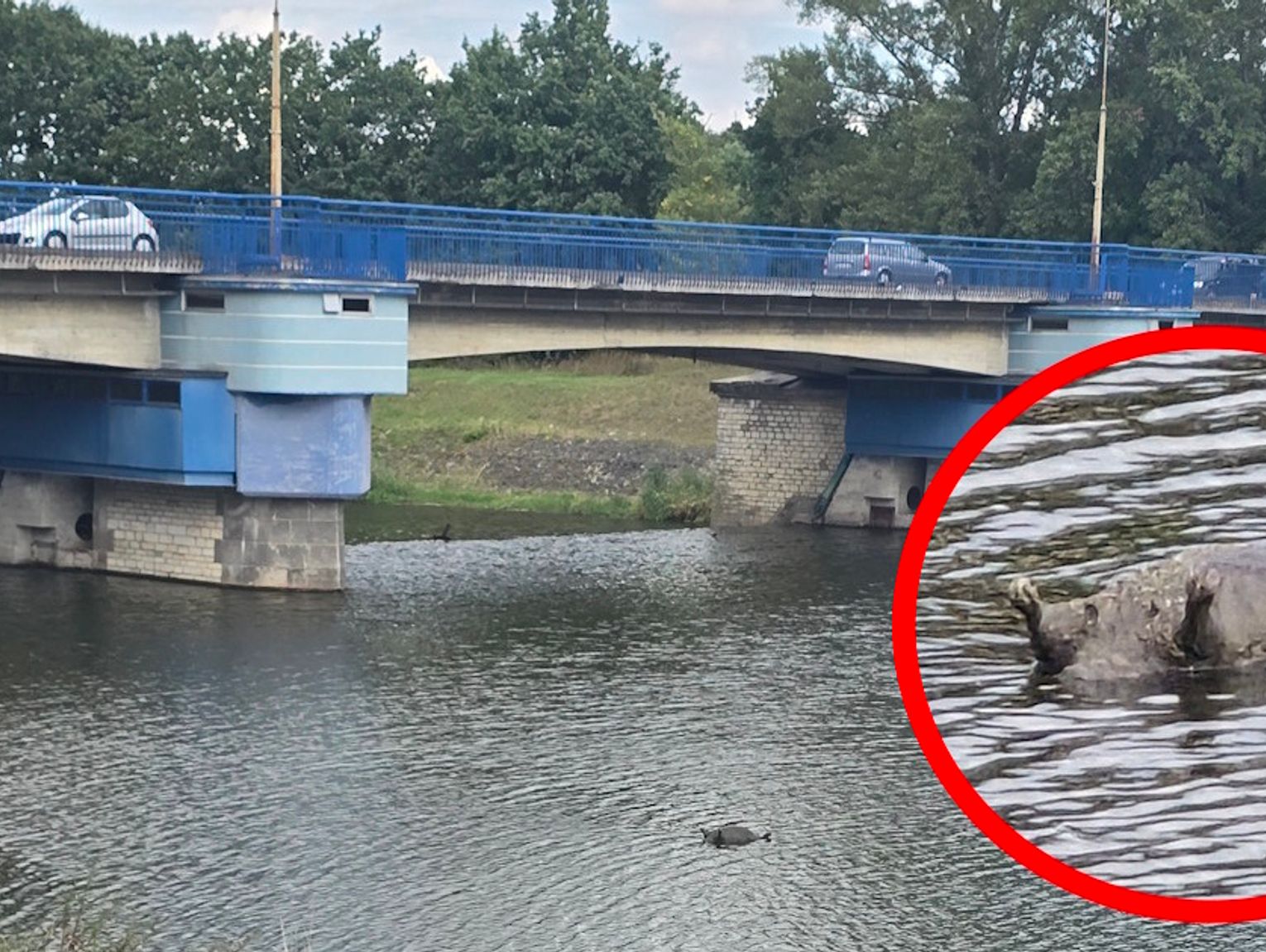 Nietypowa interwencja na Odrze. Z wody wyłowiono martwego bobra