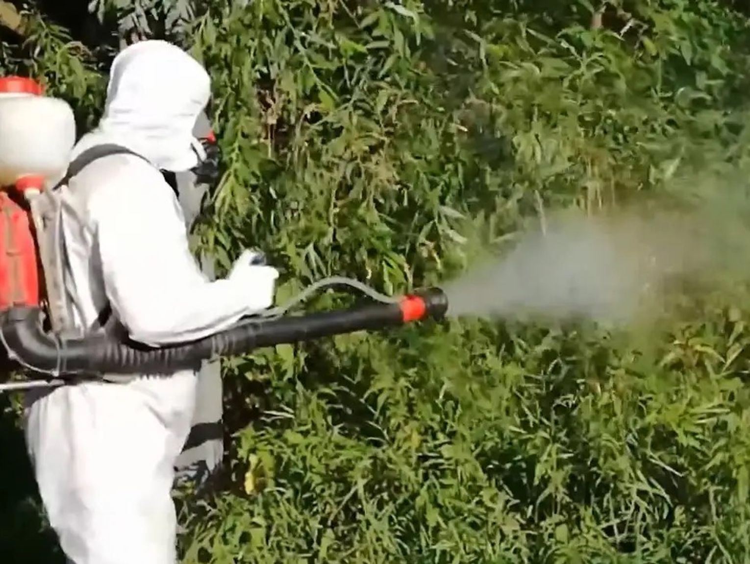 Odkomarzanie w gotowości. Gmina podpisała umowę na walkę z owadami