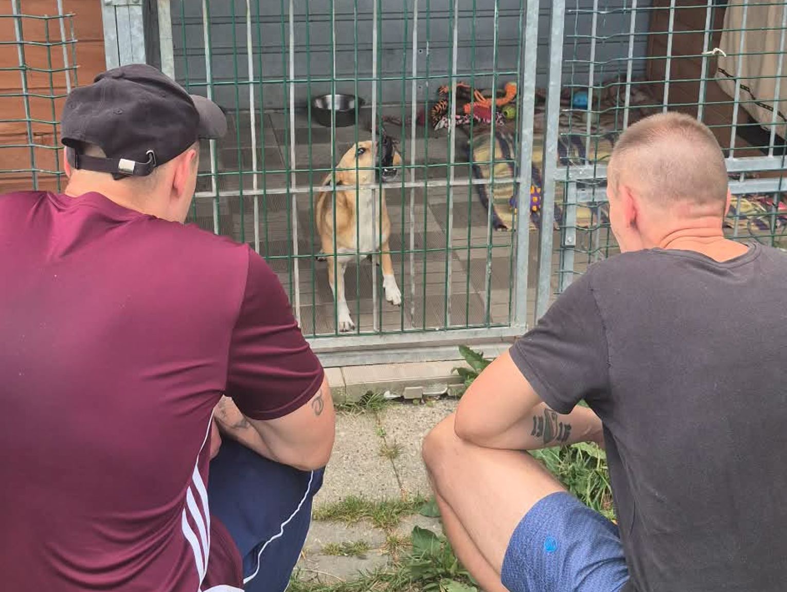 Osadzeni pomagają w schronisku. Najważniejszym zadaniem były spacery z psami