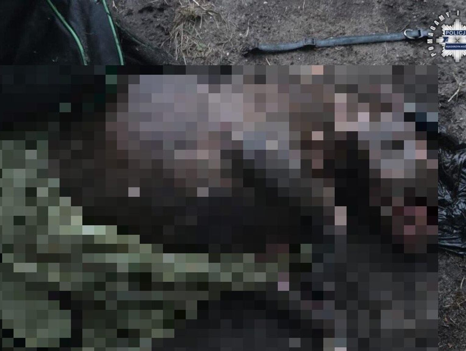 Policja ustaliła właścicielkę psa znalezionego w Kanale Gliwickim. Pomogły informacje z mediów