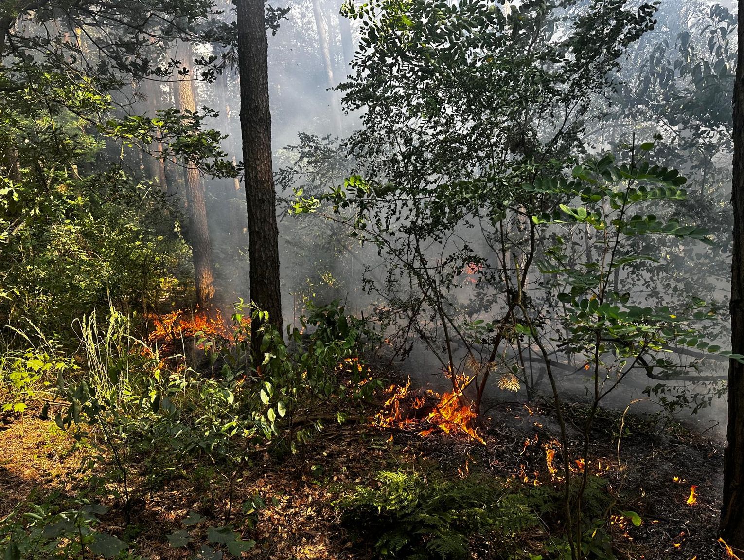Pożar lasu w Kłodnicy. Na miejscu straż pożarna i dromader