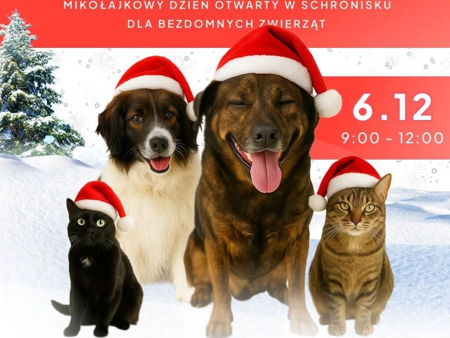 Przyjdź, poznaj, pokochaj. Schronisko zaprasza do zimowej akcji adopcyjnej