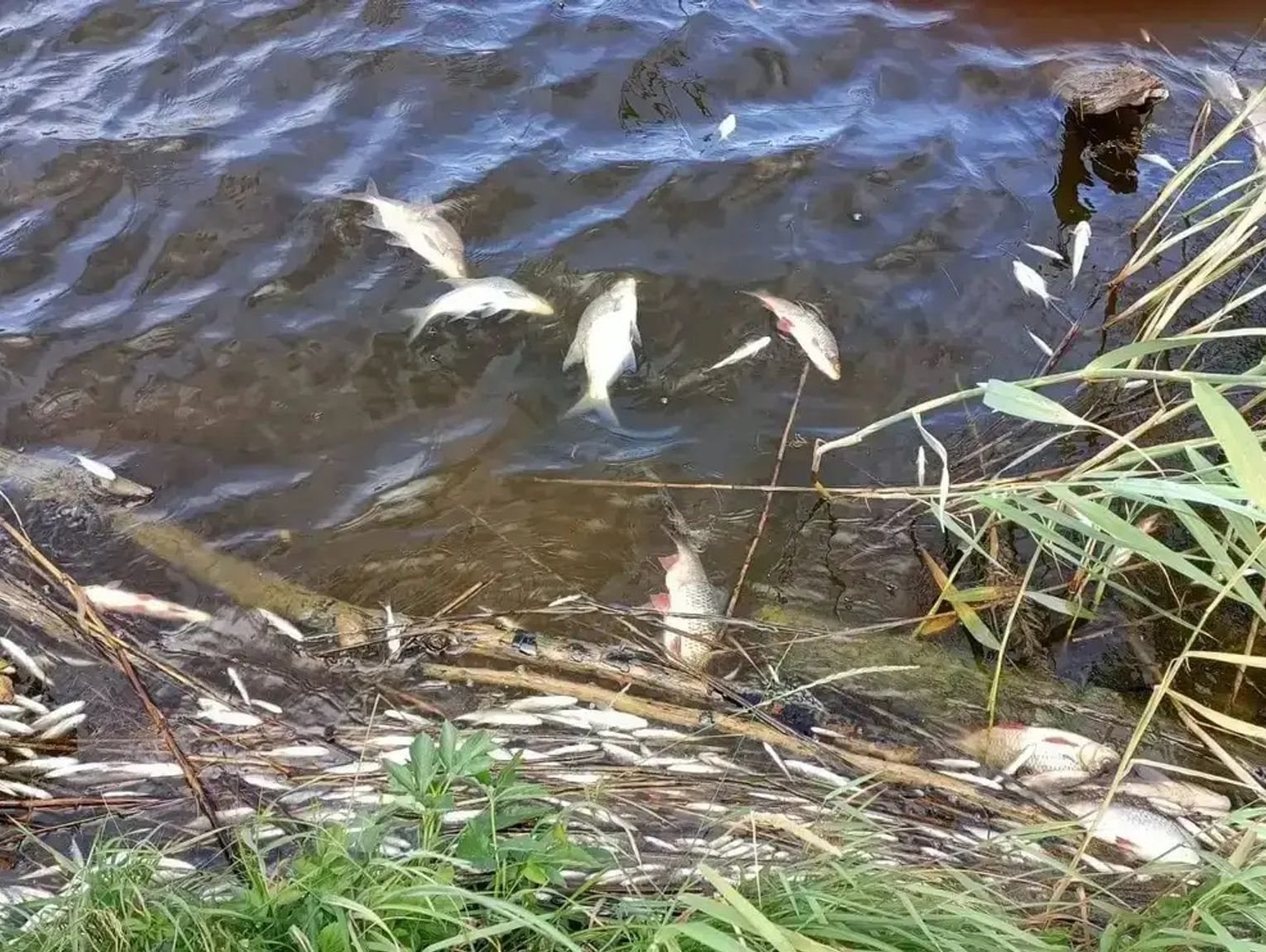 Tylko od poniedziałku odłowiono ponad 250 kg śniętych ryb. Koźle najbardziej dotknięte problemem