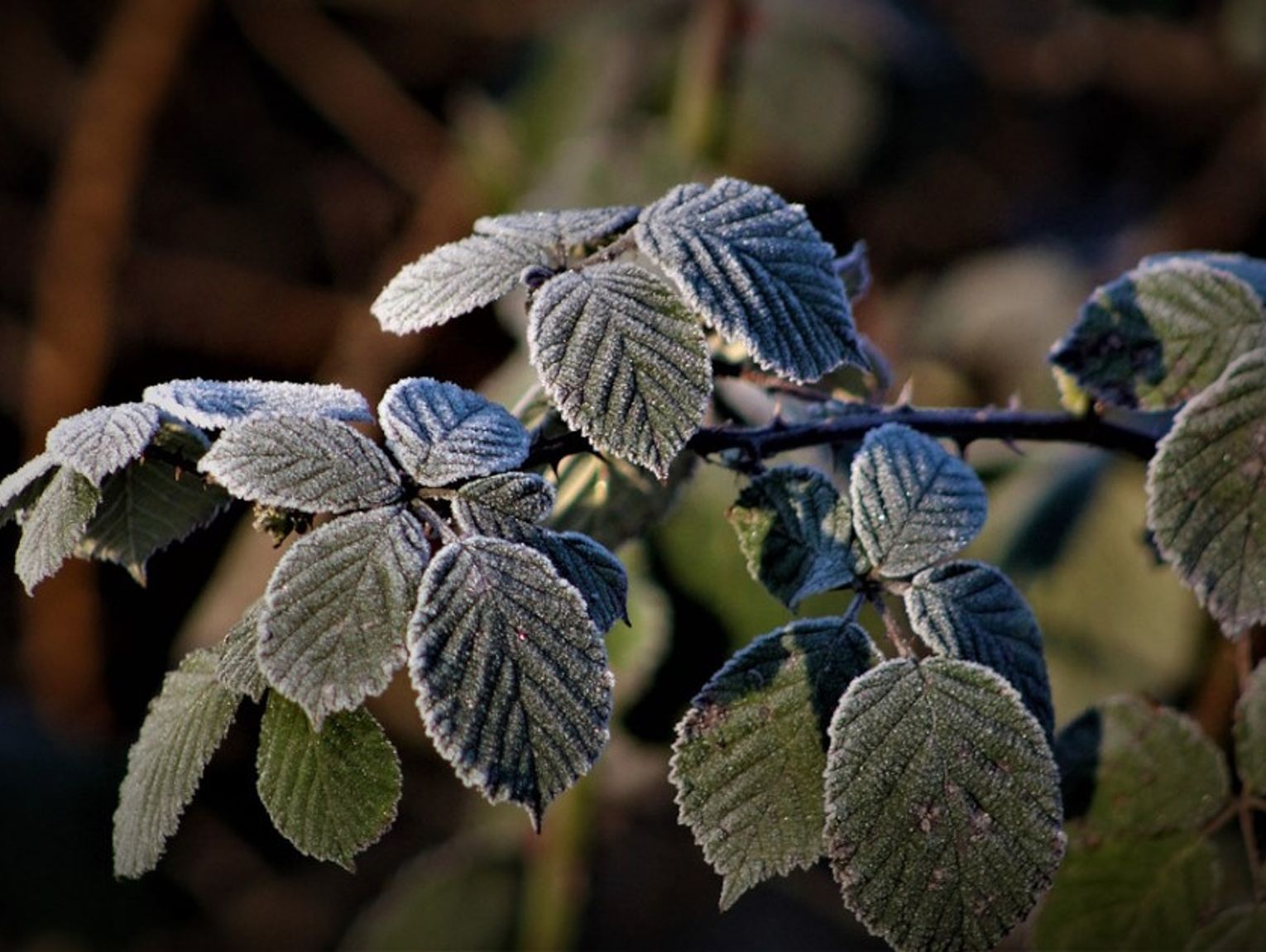 W nocy mogą powrócić przymrozki. IMGW wydało ostrzeżenie dla mieszkańców naszego powiatu