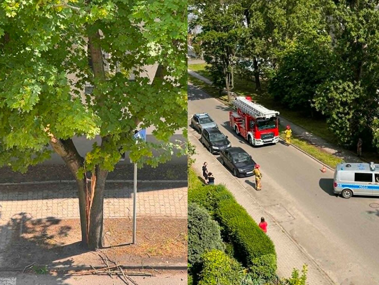 Zgłoszenie o pękniętym drzewie przy ulicy Stalmacha. Interweniowała policja i straż