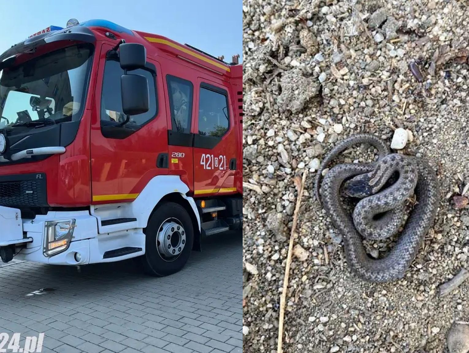 Żmija wtargnęła do domu seniora w Trawnikach. Na miejscu interweniowała straż pożarna