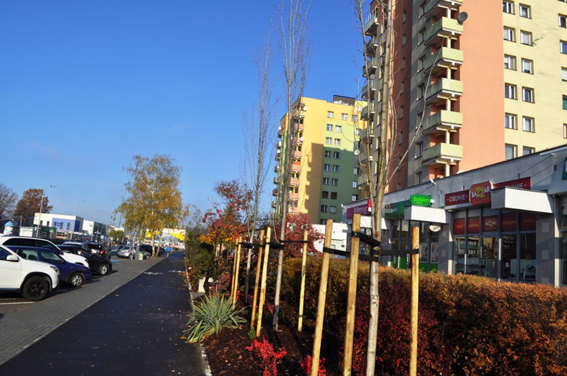 153 nowe drzewa i bardzo dużo innej roślinności. Nasadzenia na Wojska Polskiego zakończone