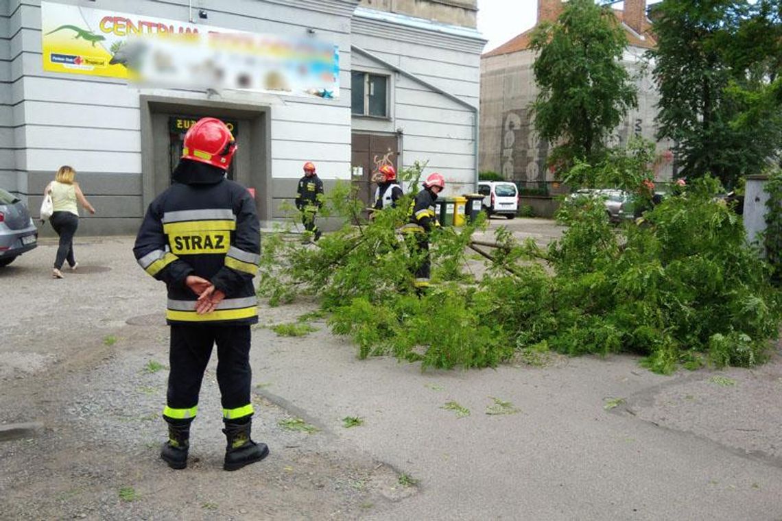 Akacja przegrała z wiatrem. Drzewo zwaliło się na parking i ogrodzenie