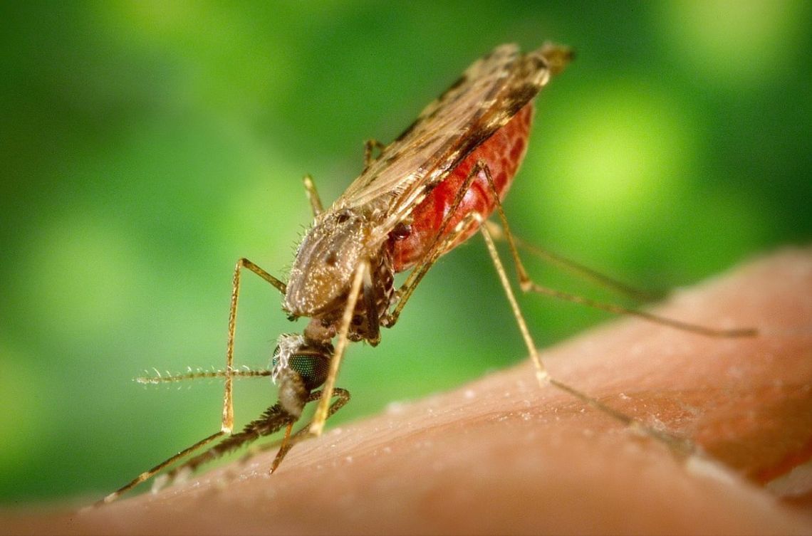 Akcja odkomarzania miasta. Opryski będą prowadzone w parkach, skwerach i na placach zabaw