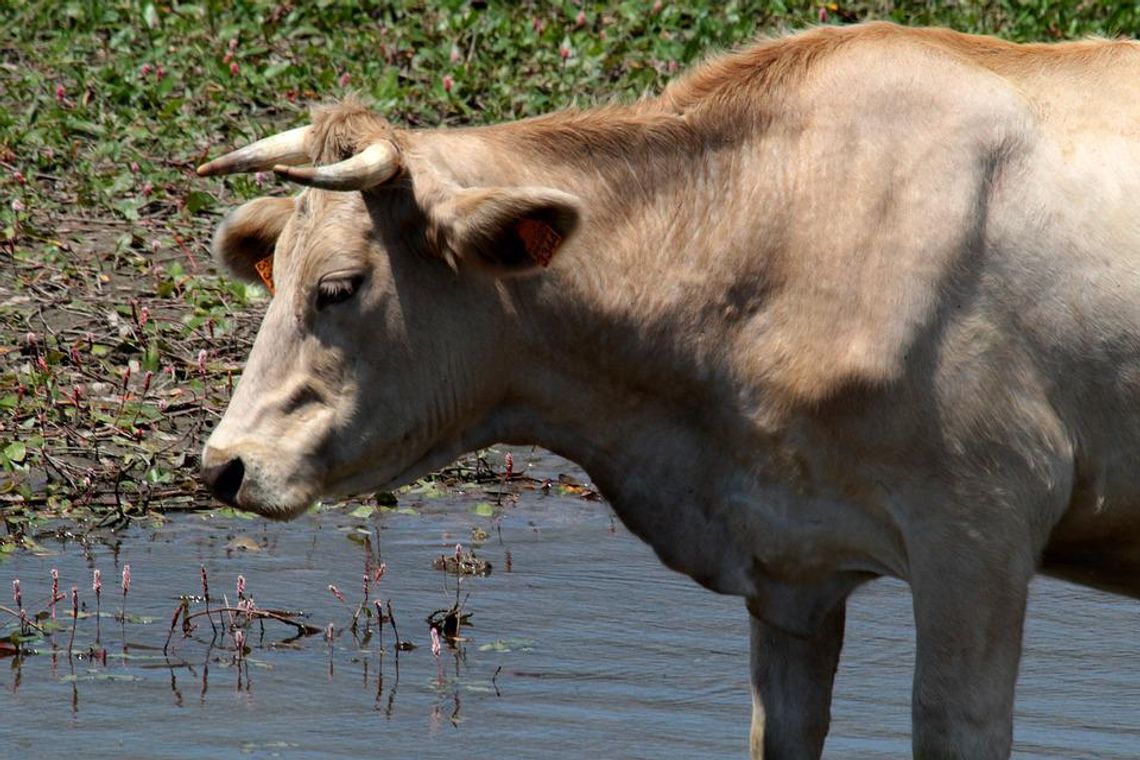 Bezwzględny zakaz używania wody z Odry do pojenia zwierząt. Komunikat dla rolników z naszego regionu