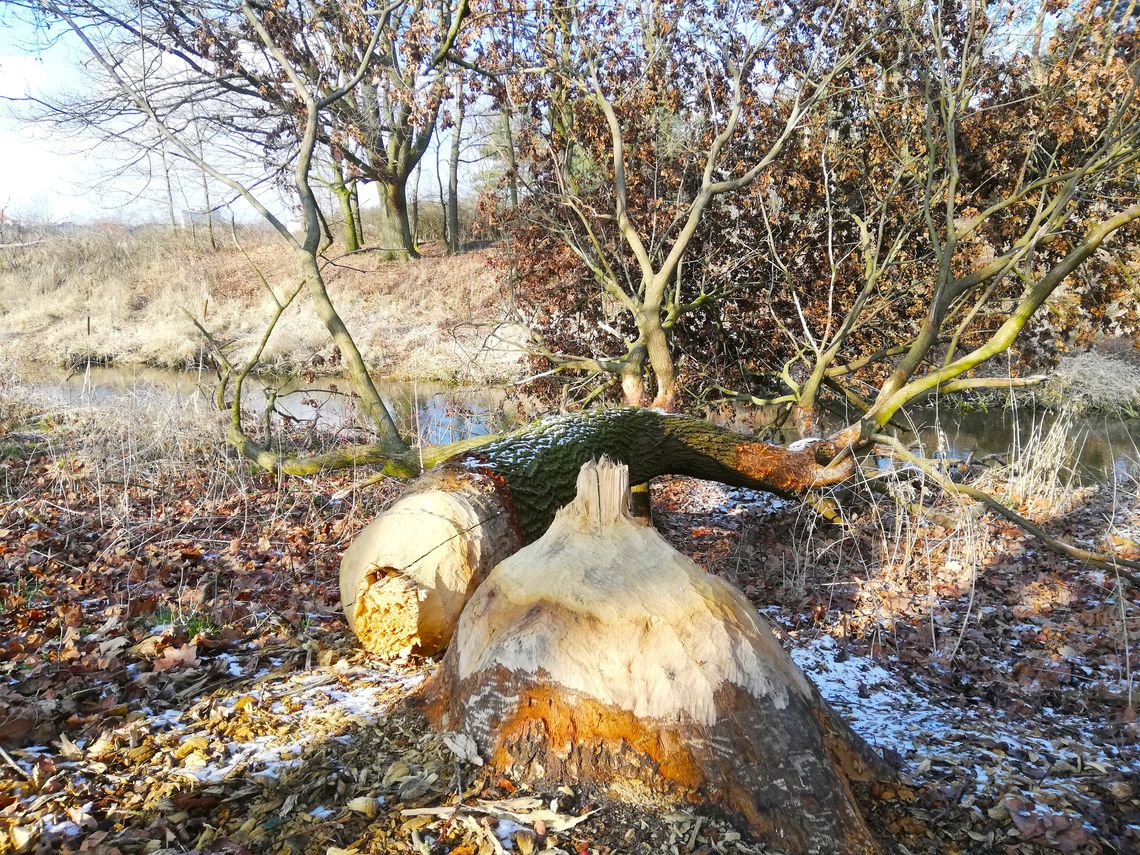 Bobry nie próżnują! Tym razem ścinają drzewa nad Kanałem Kłodnickim, zobaczcie zdjęcia