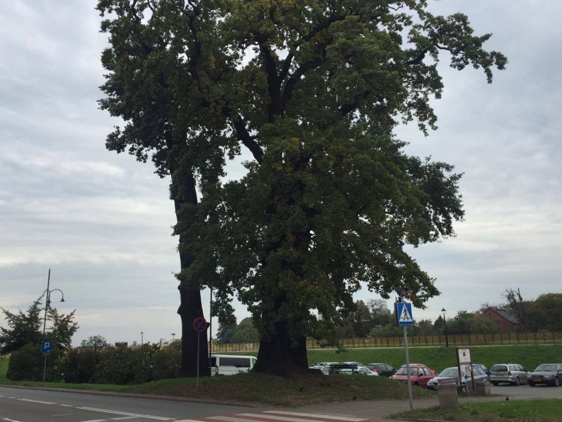 Charakterystyczny kozielski dąb zostanie ścięty. Drzewo zagraża bezpieczeństwu