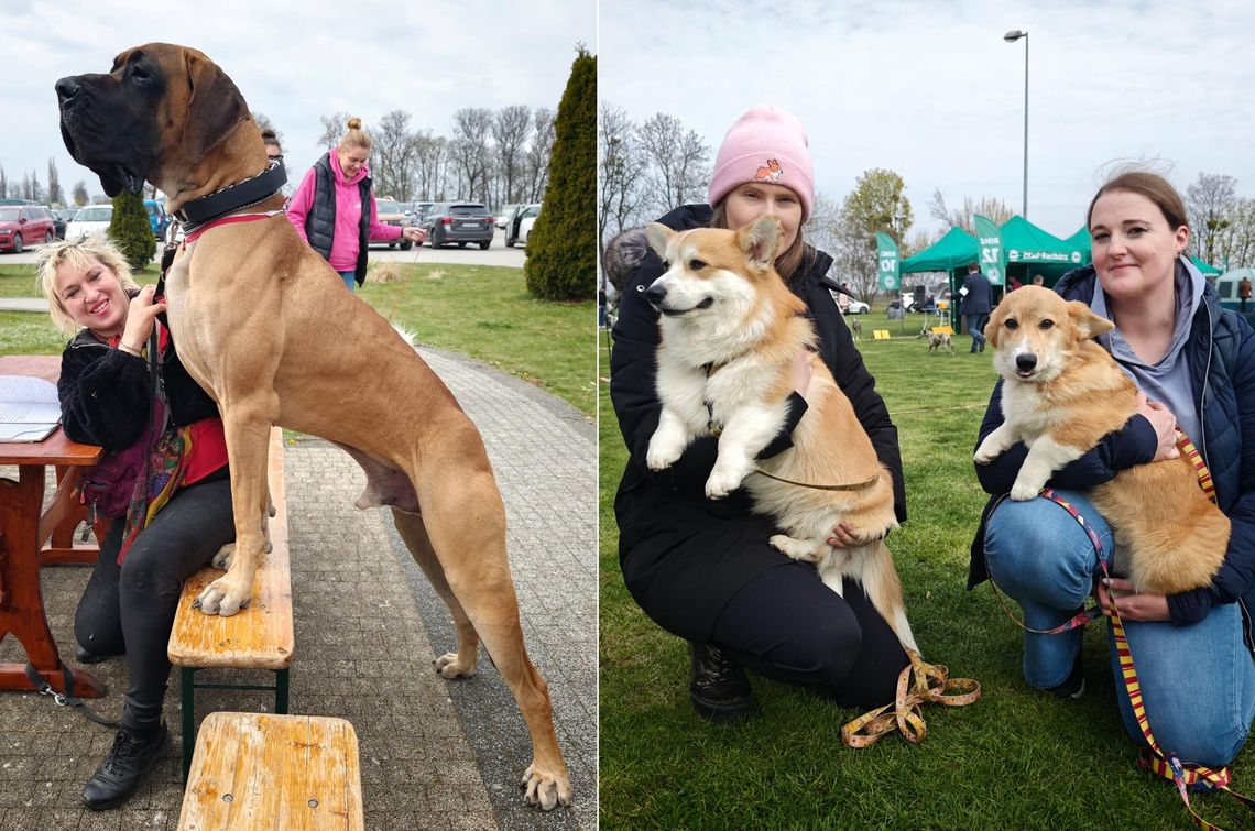 Czworonożne gwiazdy zjechały do Zakrzowa. W GOSiR odbyła się wystawa psów rasowych