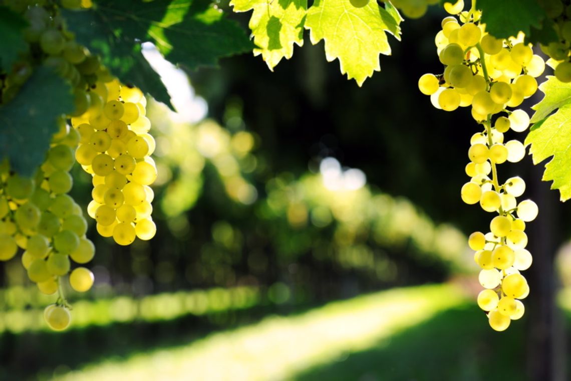 Dlaczego warto posadzić winogrona we własnym ogrodzie?