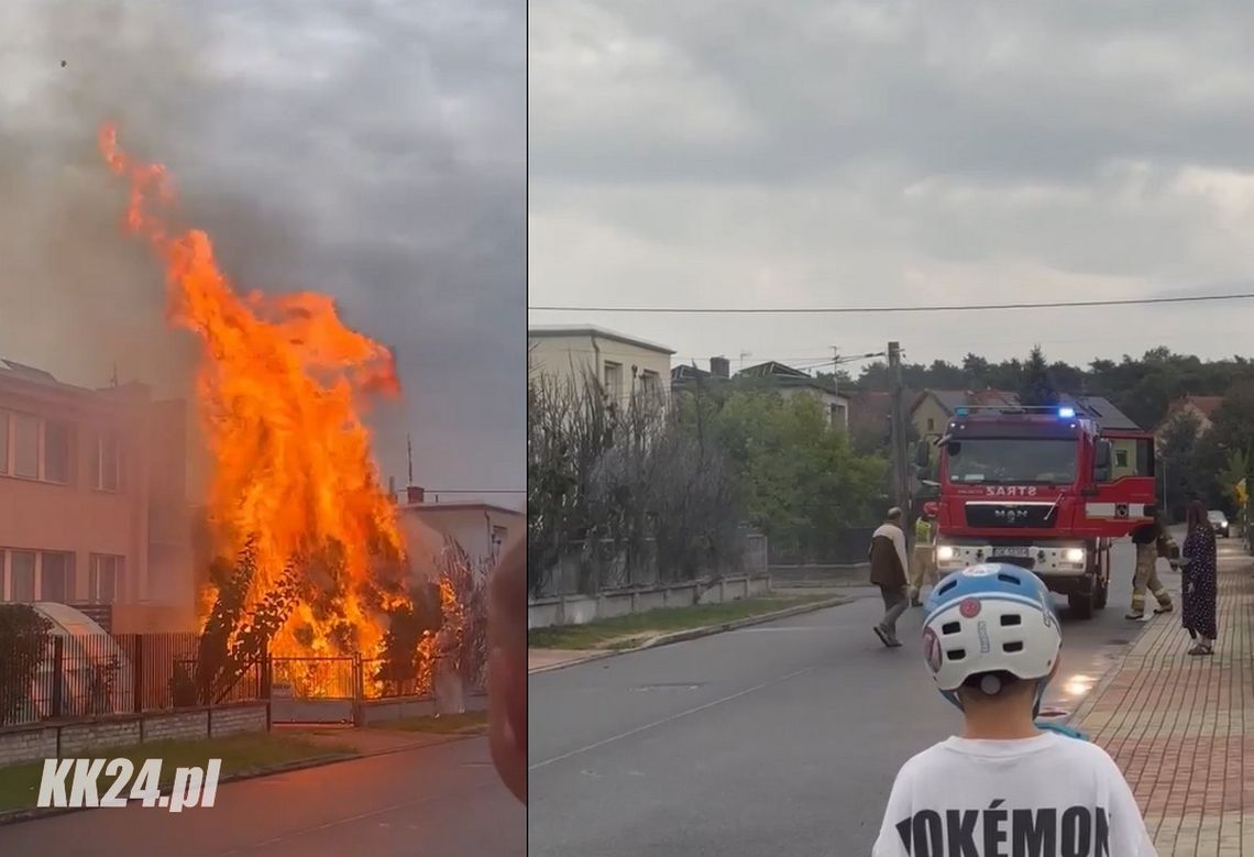 Doszczętnie spłonęły drzewka w przydomowym ogrodzie. Służby ratunkowe interweniowały w Śródmieściu