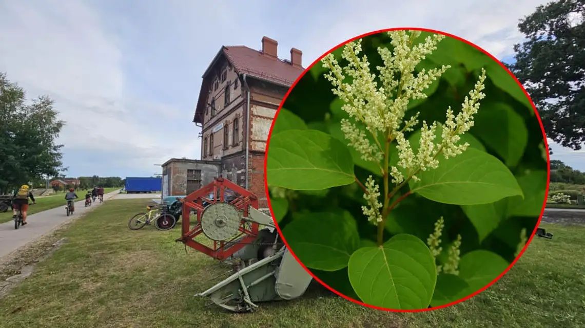 Druga faza walki z rdestowcem japońskim. W Reńskiej Wsi ponownie oprysk na ścieżce rowerowej