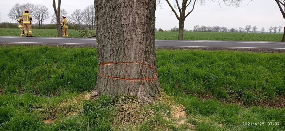 Drzewa mogły runąć na drogę krajową. Ktoś profesjonalnie je podciął