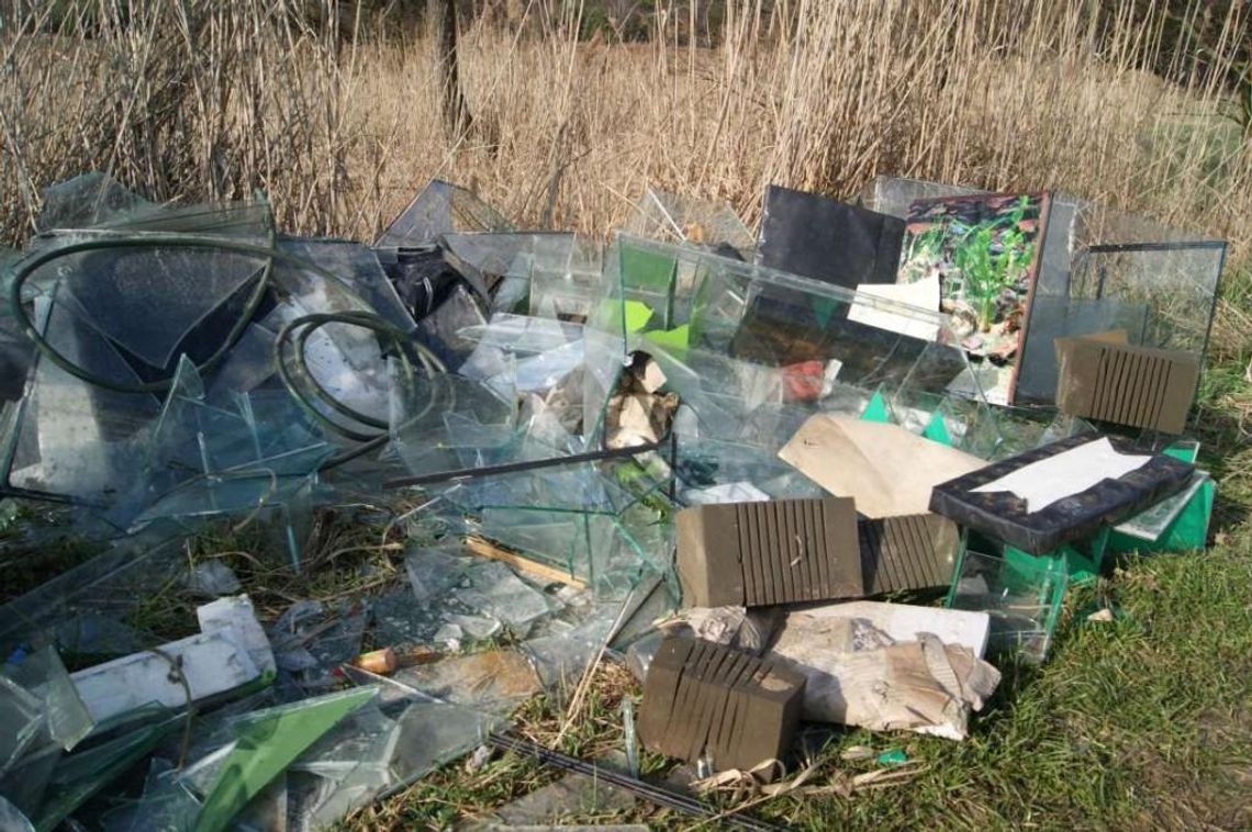 Dzikie wysypisko śmieci zlikwidowane. Strażnicy miejscy namierzyli właściciela akwariów