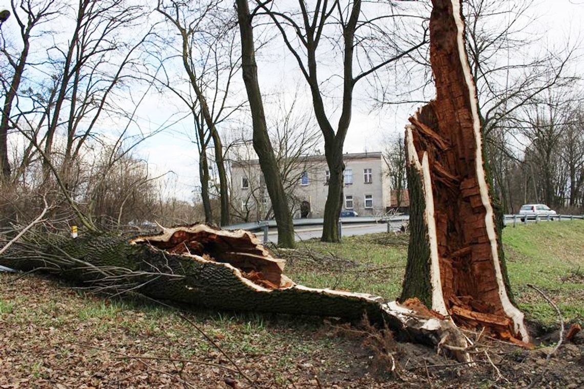 Eksperci biorą pod lupę pogodę w Kędzierzynie-Koźlu. Mieszkańcy mogą wypełnić ankietę