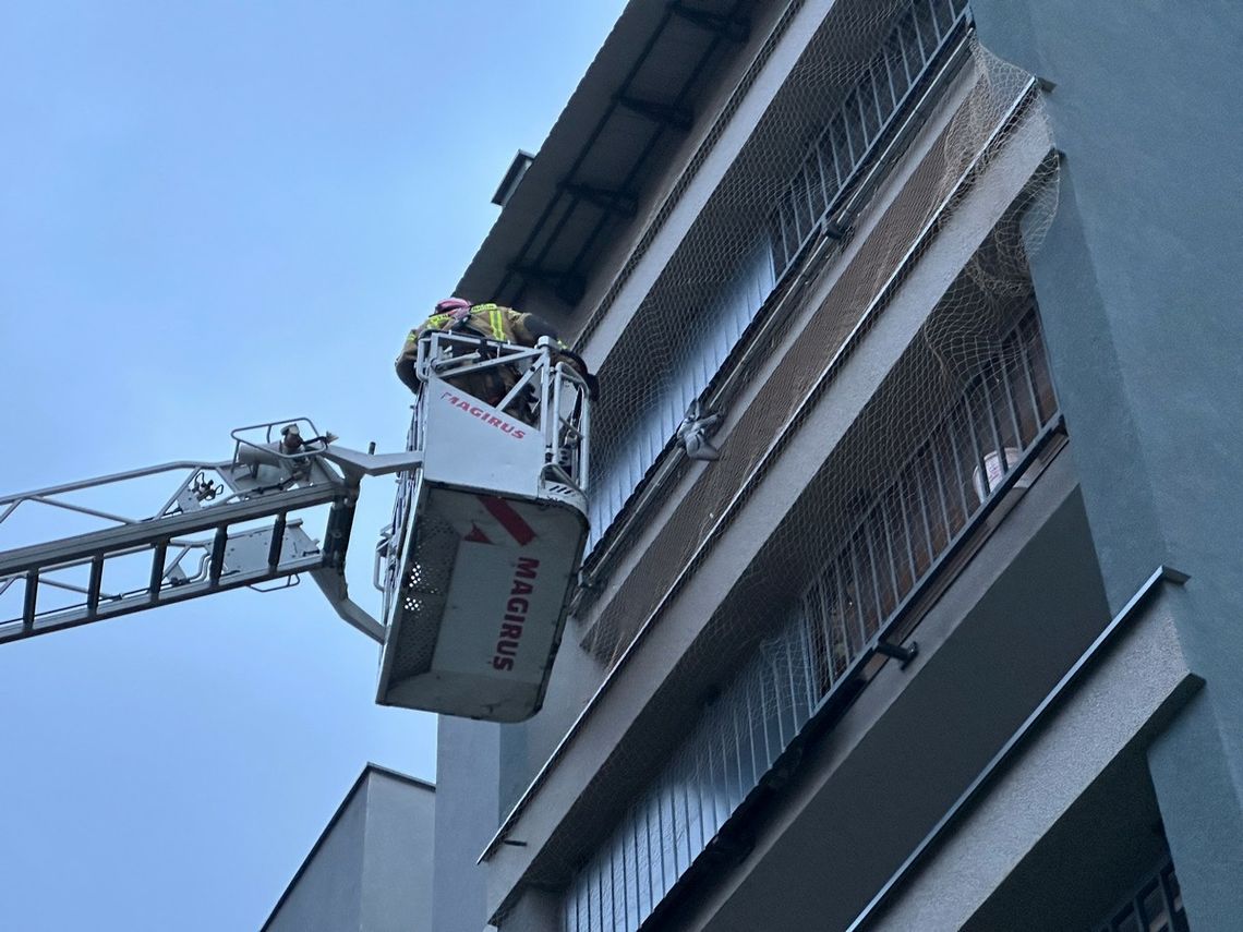 Gołąb w opresji. Strażacy uratowali ptaka, który zaplątał się w balkonową siatkę