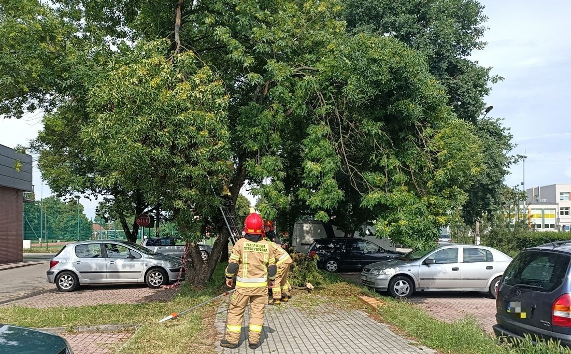 Groźnie zwisające drzewo nad chodnikiem. Interwencja służb przy ulicy Kazimierza Wielkiego