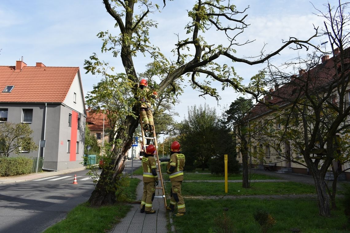 Groźnie zwisające gałęzie nad chodnikiem. Interwencja służb na Pogorzelcu. ZDJĘCIA