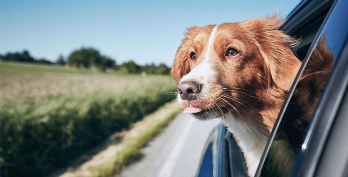Jak karmić psa w podróży?