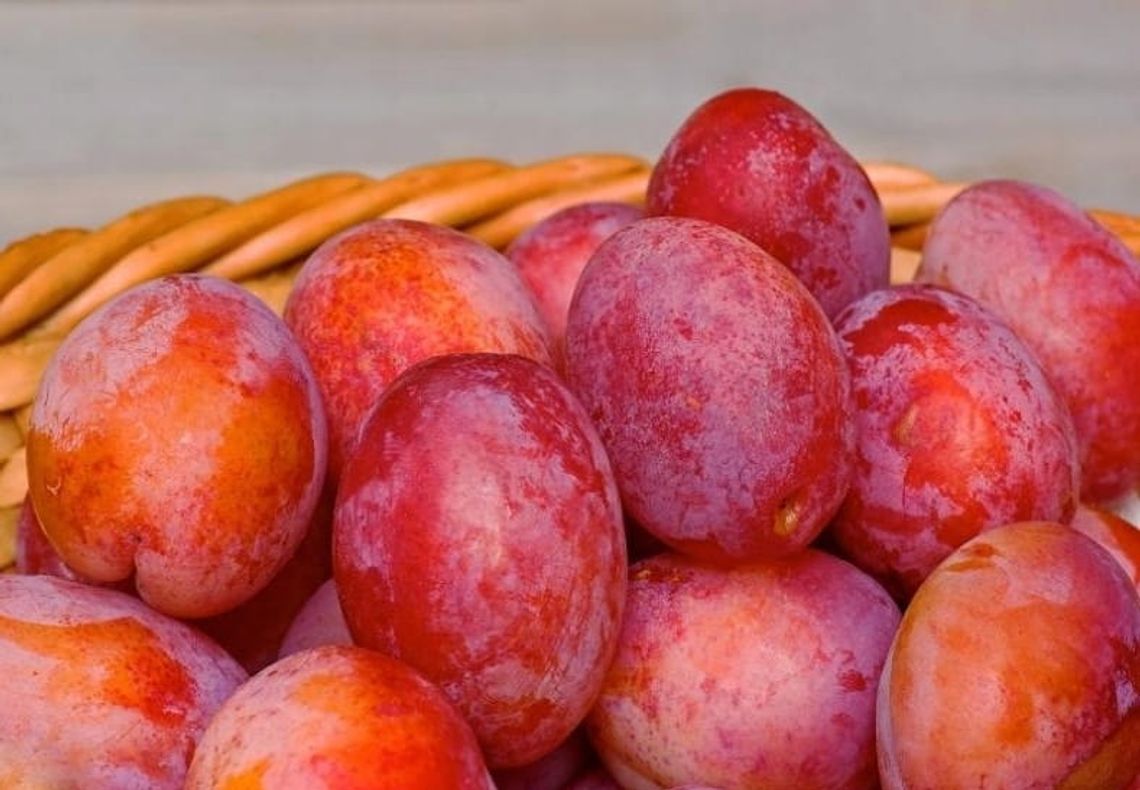 Jak wybrać idealne miejsce na sadzenie śliwy?