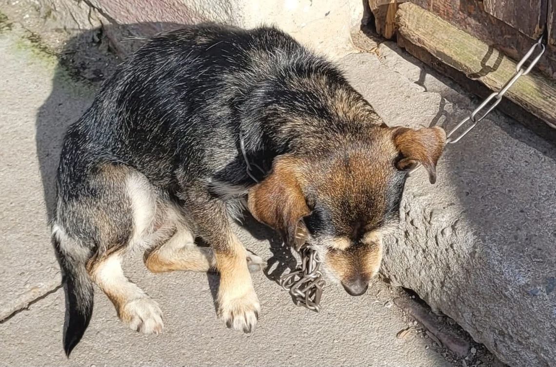 Kilkuletnia suczka uratowana z tragicznych warunków. Czeka w schronisku na swój nowy dom