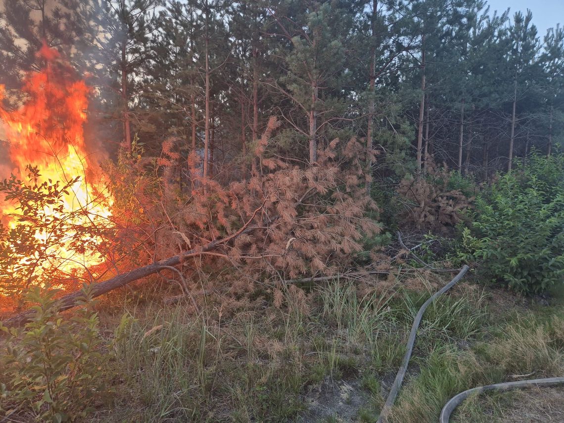 Kolejny pożar w lesie za Komendą Policji. Z ogniem walczy siedem zastępów straży pożarnej