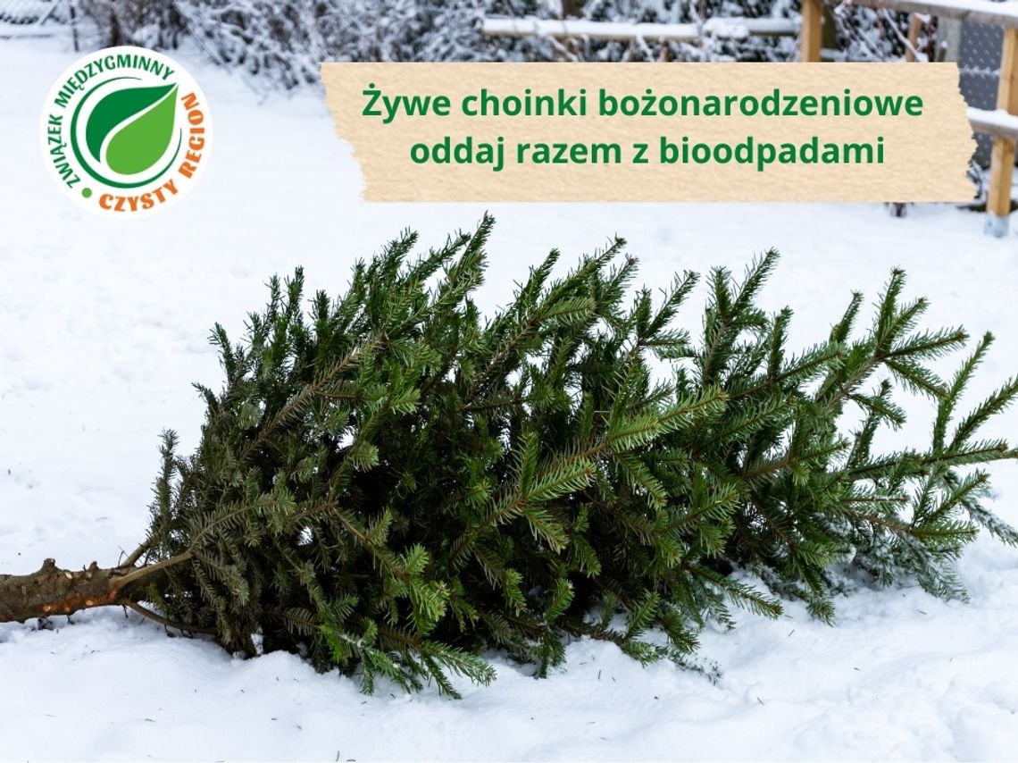 Koniec okresu świątecznego, mieszkańcy pozbywają się choinek? Czysty Region radzi, jak zrobić to prawidłowo