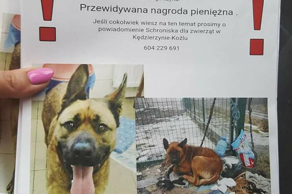 Koniec zbiórki na nagrodę za wskazanie okrutnika, który zostawił ciężarną sukę pod schroniskiem