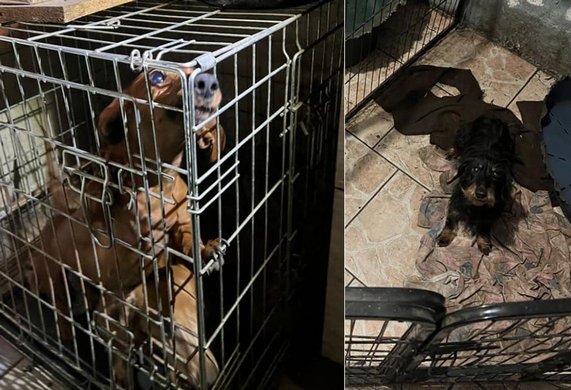 Koszmar w hodowli psów na terenie powiatu kędzierzyńsko-kozielskiego. Interweniowała policja i animalsi