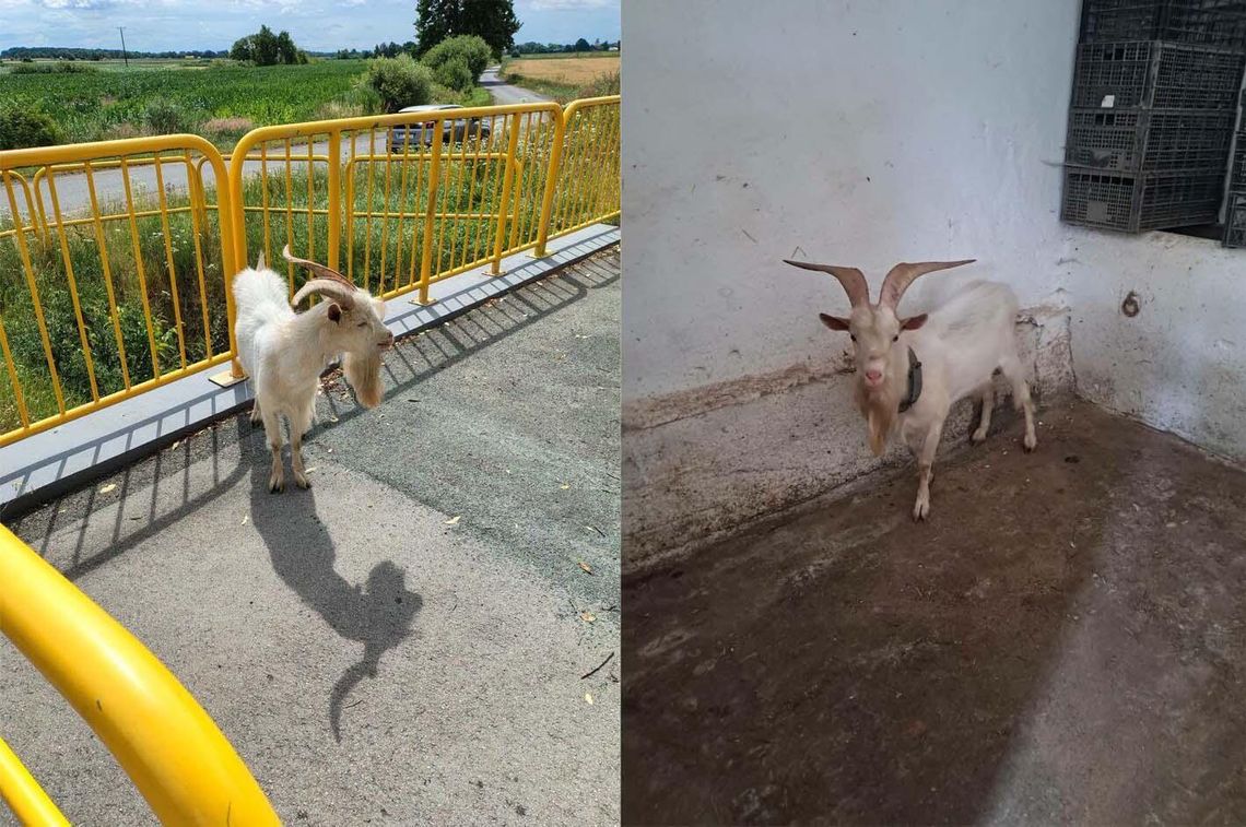 Kozioł znaleziony w Większycach. Właściciel proszony o odbiór zguby