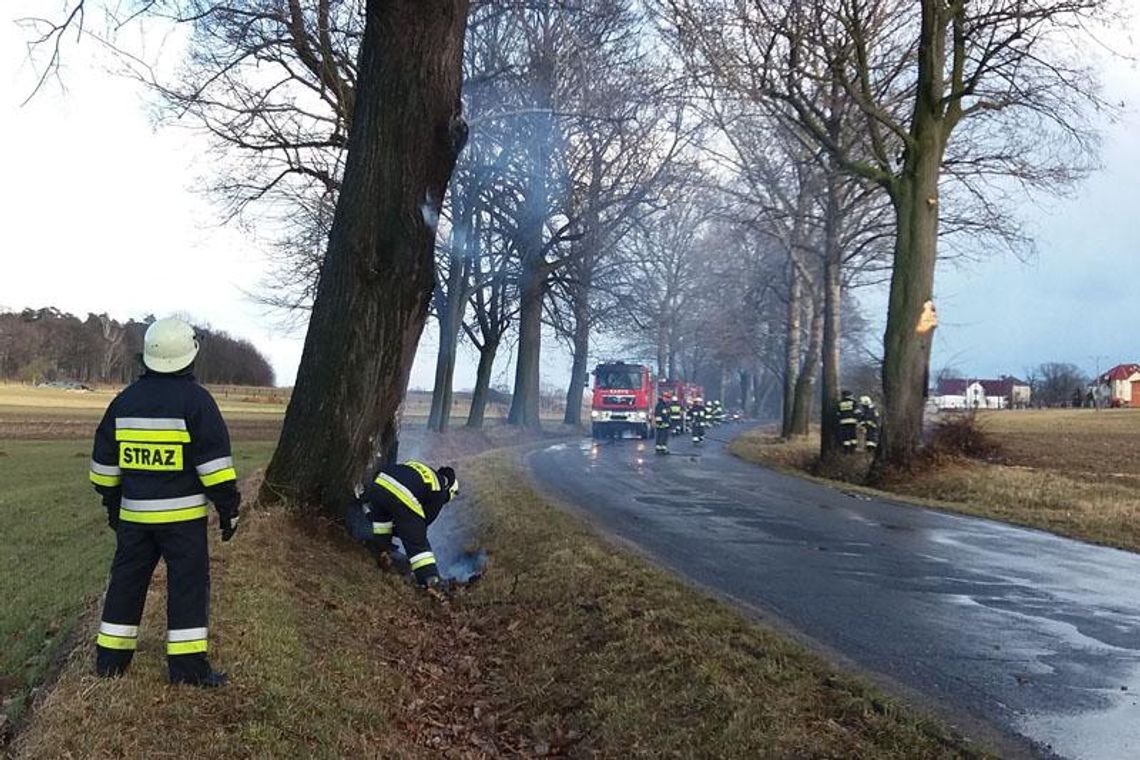 Ktoś podpalił stojące przy drodze drzewa. Jedno trzeba było ściąć. Trudna akcja straży pożarnej. ZDJĘCIA