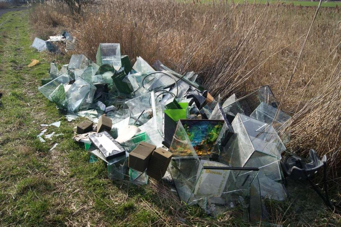 Ktoś wyrzucił kilkadziesiąt akwariów na łąkę. Jest też dyplom. Sprawę bada Straż Miejska. ZDJĘCIA