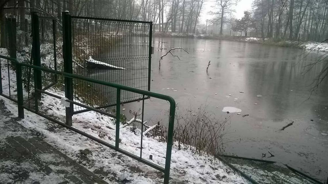 Ktoś zniszczył ogrodzenie stawu w parku. Rodzice boją się o dzieci idące do szkoły