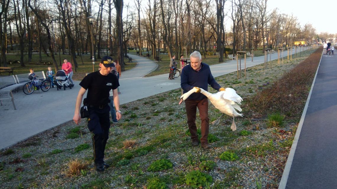 Łabędź spacerował po centrum Kędzierzyna-Koźla. Interweniował weterynarz