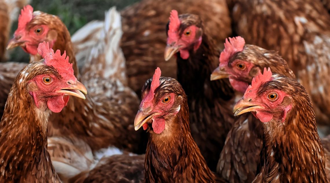 Maleje zagrożenie ptasią grypą w Kędzierzynie-Koźlu. Łagodniejsze restrykcje dla hodowców