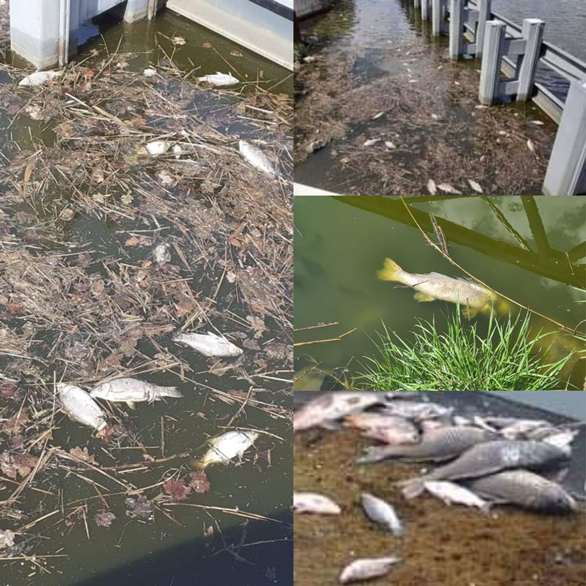Martwe ryby w Kanale Gliwickim. Wędkarze biją na alarm "To prawdziwa klęska ekologiczna"