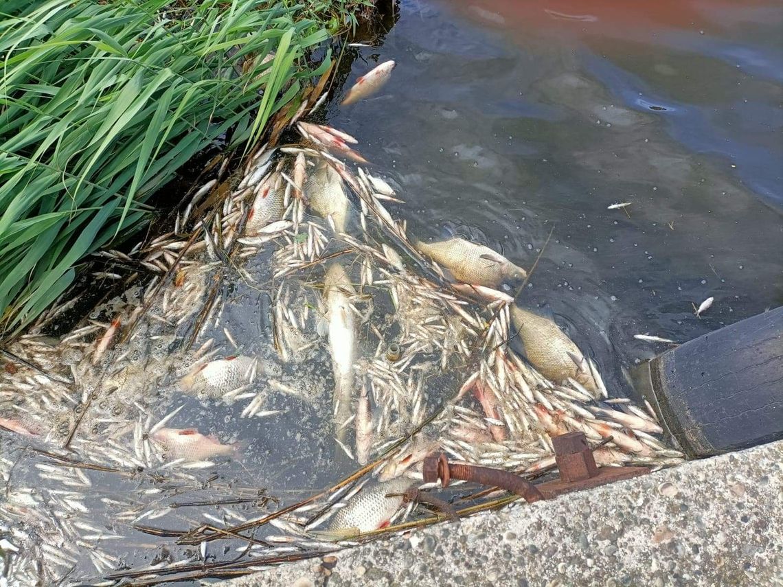 Masowe śnięcie ryb w Kanale Kędzierzyńskim. Mieszkańcy alarmują