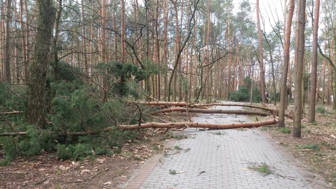 Meteorolodzy ostrzegają: wieczorem i w nocy znów będzie bardzo mocno wiało